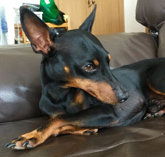 トイ・マンチェスター・テリアのりくくん