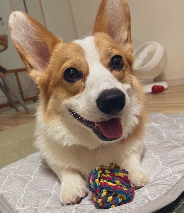 おもちゃで遊ぶルコスくん