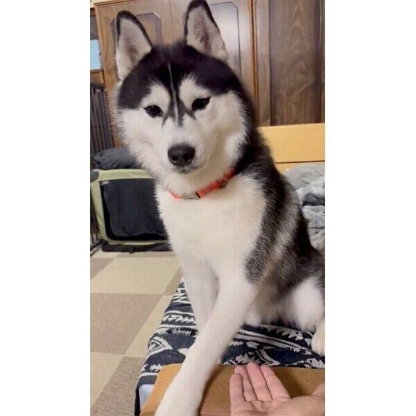 オテを盛大に空振るミハイルくん