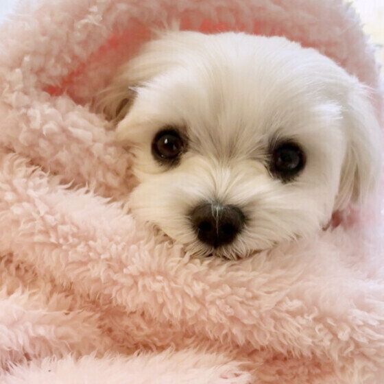 犬がピーピー鳴く理由と対処法 鼻を鳴らす犬の特徴とは？ いぬのきもち