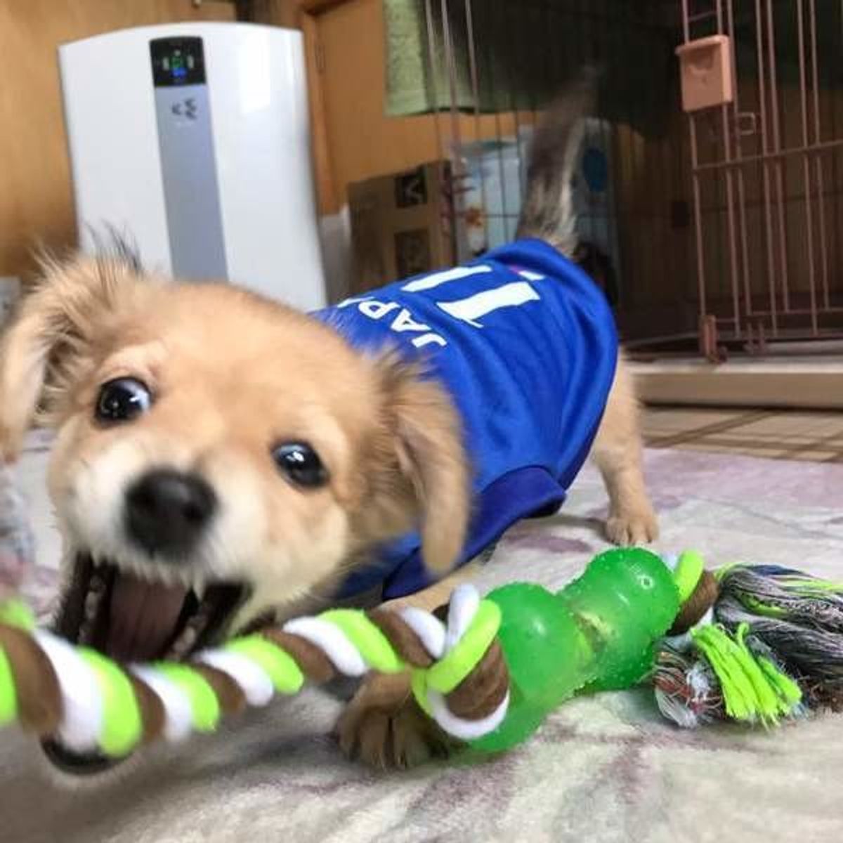 愛犬との引っ張りっこ遊びが とっても大切なこれだけの理由 いぬのきもちweb Magazine 愛犬との引っ張りっこ遊びが とっても大切なこれだけの理由 いぬのきもちweb Magazine