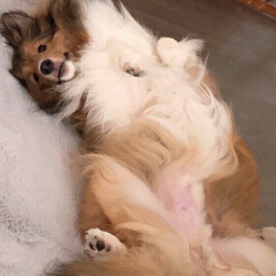 お腹を見せるシェットランド・シープドッグ