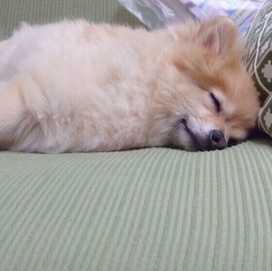 眠るポメラニアン