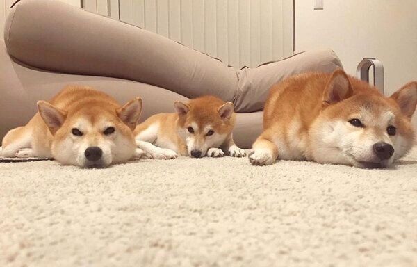 くつろぐチョコタちゃん・桜次郎ちゃん・こまちゃん