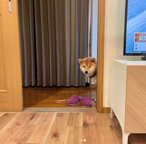 「早く散歩いくぞ!」とアピールする虎太郎くん