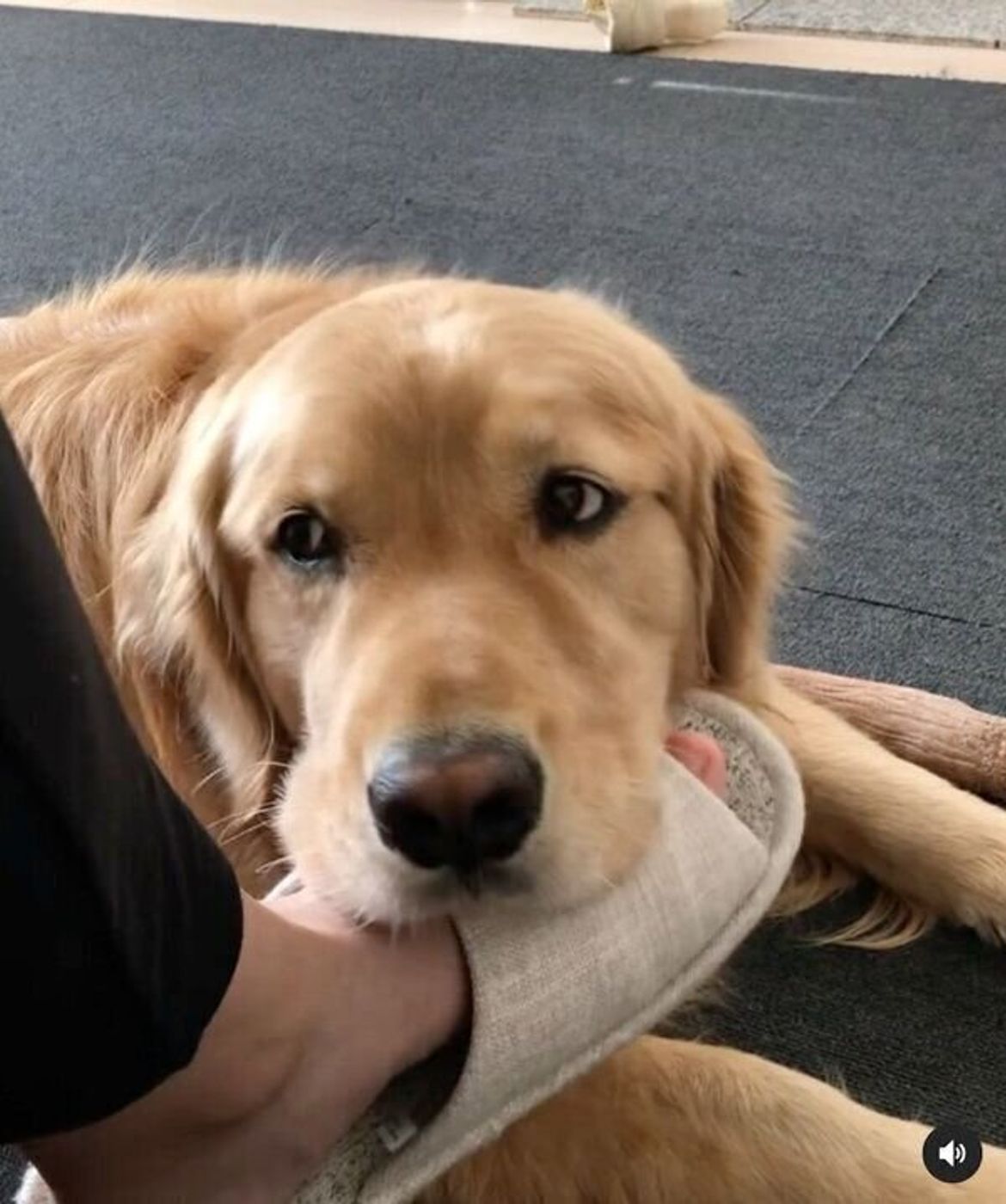 けっこう重いよ 笑 飼い主の足にアゴ乗せしたまま離れない犬の甘えんぼな姿にグッとくる いぬのきもちweb Magazine けっこう重いよ 笑 飼い主の足にアゴ乗せしたまま離れない犬の甘えんぼな姿にグッとくる いぬのきもちweb Magazine