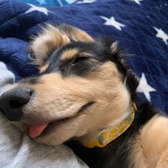 熟睡するミニチュア・ダックスフンド