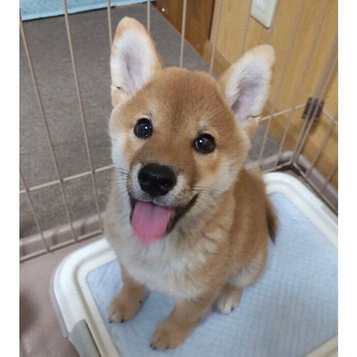 家に慣れてきたころ、笑顔を見せるようになったこなつちゃん。