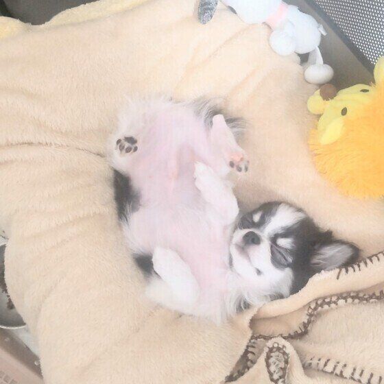 チワワのもちコロくん