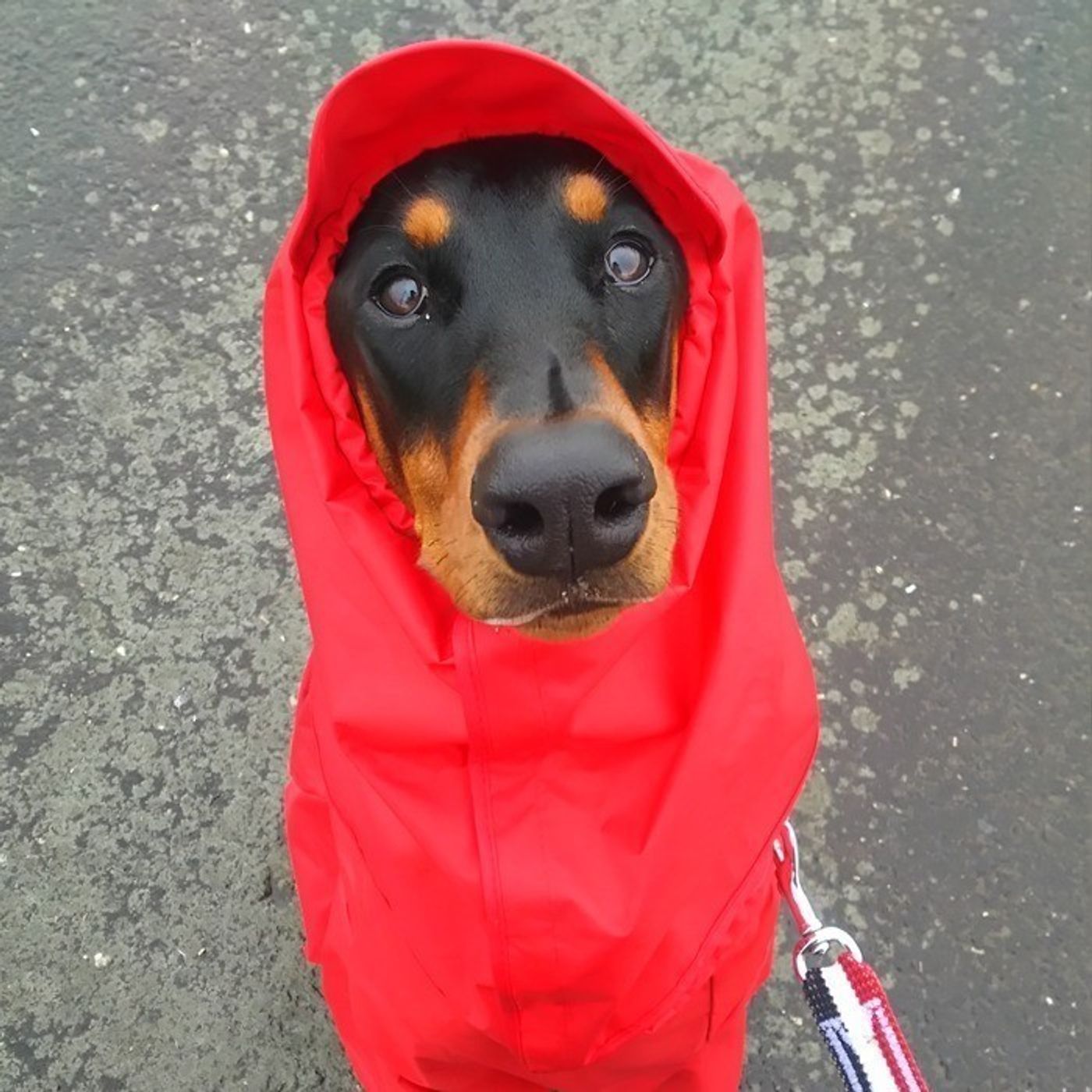 クールなドーベルマンのクールじゃない 萌え写真 いぬのきもちweb Magazine クールなドーベルマンのクールじゃない 萌え写真 いぬのきもちweb Magazine