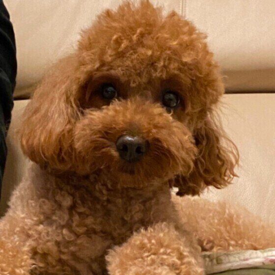 こちらをみつめるトイプー