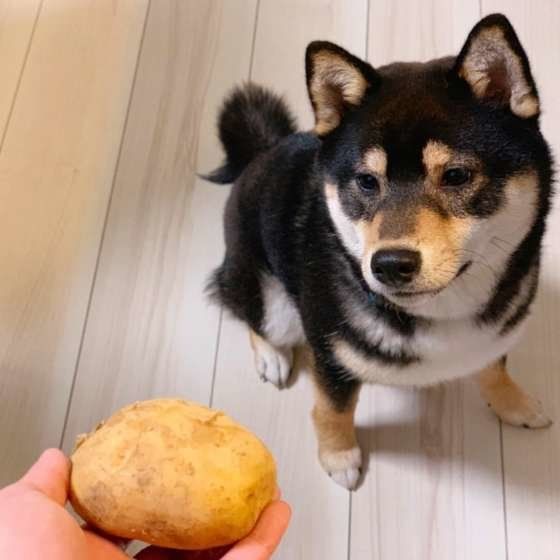 犬に野菜を与える際の注意点「春が旬のキャベツ・じゃがいも編」