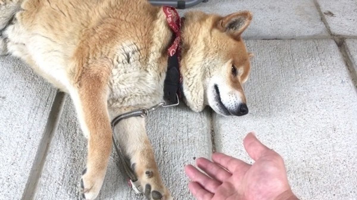 お手 をミスしちゃったワンコ 照れ隠しで まさかの要求 いぬのきもちweb Magazine お手 をミスしちゃったワンコ 照れ隠しで まさかの要求 いぬのきもちweb Magazine