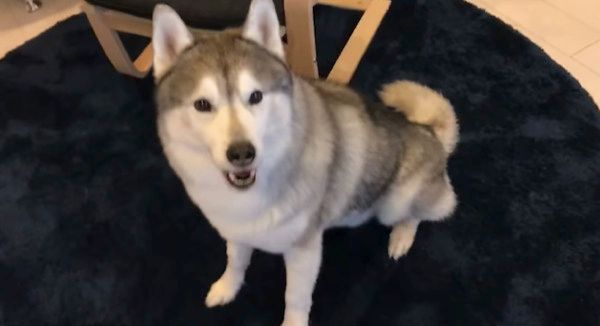 見つめるシベリアン・ハスキー