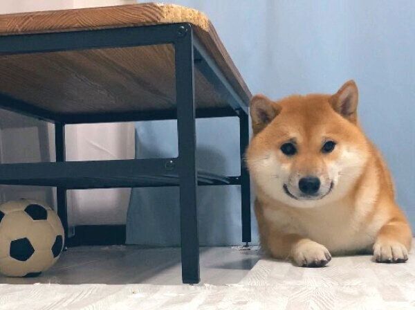 「ボール取れない」とアピール中のふう太くん