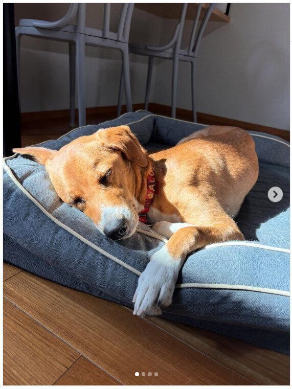 日向ぼっこ中の犬