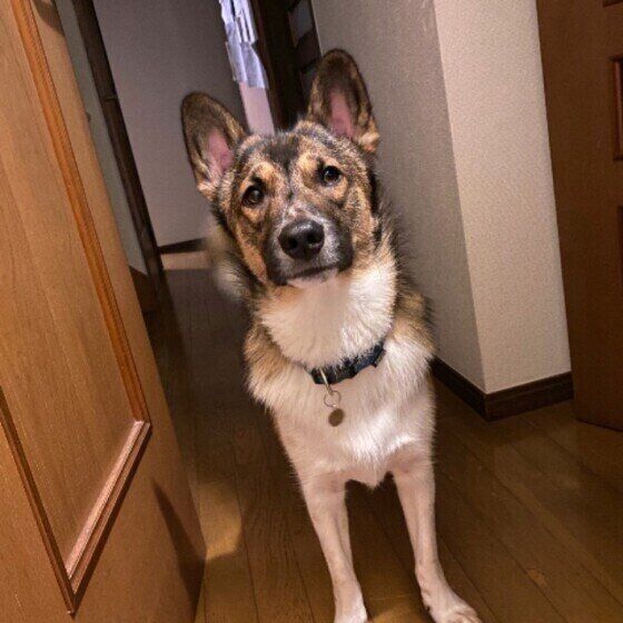 あとをついてくる中型Mix犬