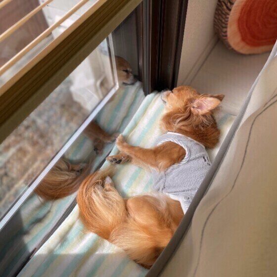 シニア期を迎えた犬とどう遊ぶ？体に負担をかけない遊び方とは いぬのきもち