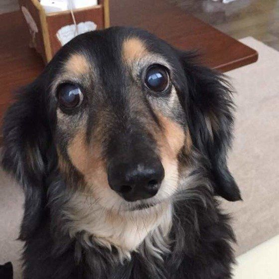 14才のダックス