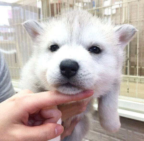 子犬時代のいろはちゃん