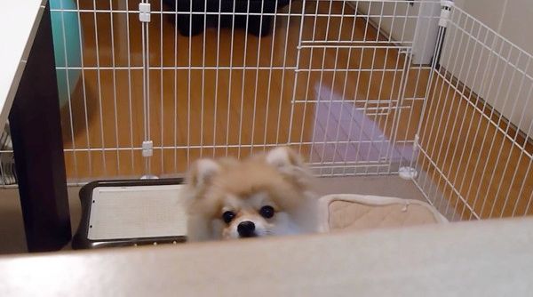 見つめるポメラニアン