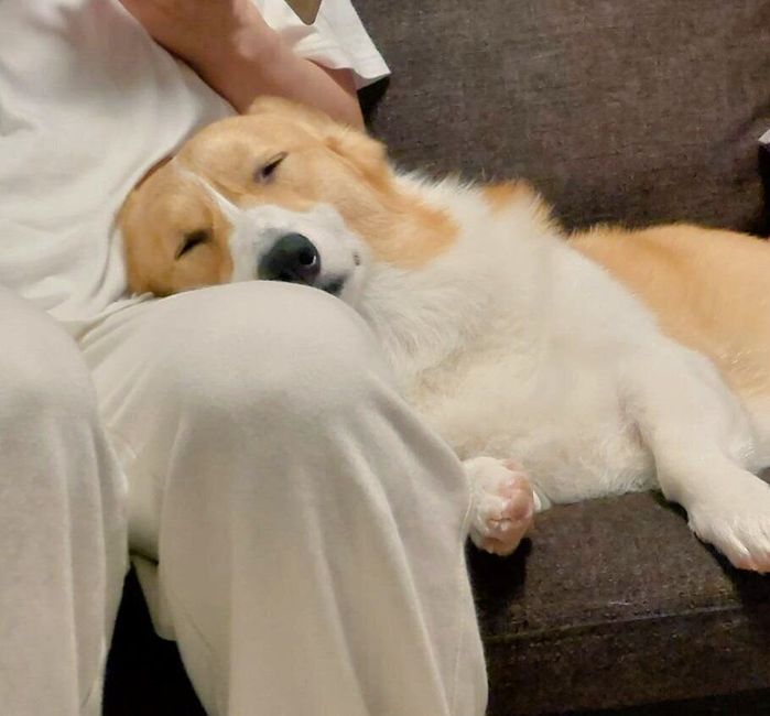 飼い主さんにくっつくこまちちゃん