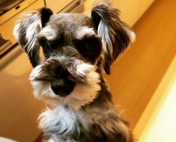 見つめるミニチュア・シュナウザー