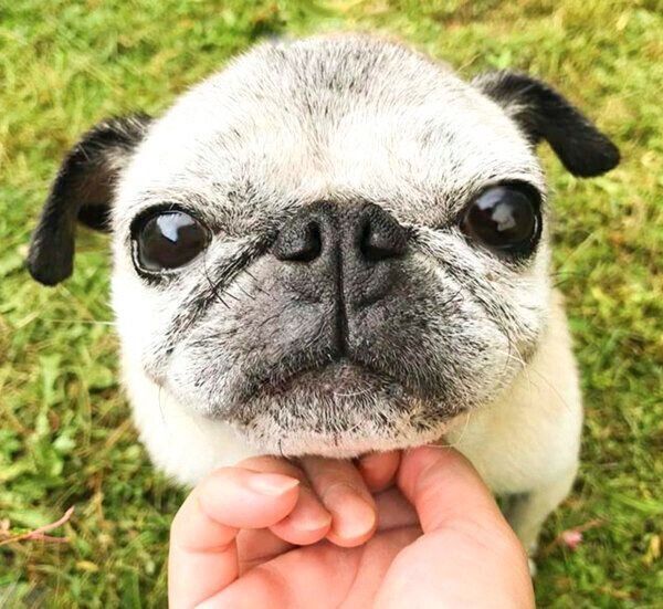 見つめるめーちゃん