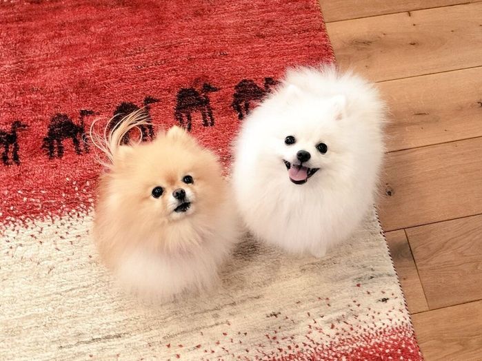 見つめるぽぽちちゃん、ぱぴちちゃん