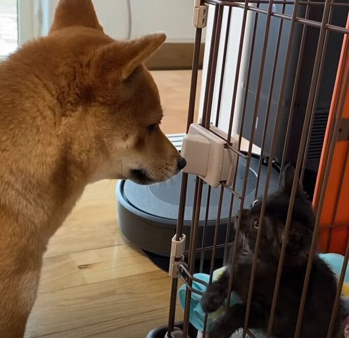 日に日に仲良くなる柴犬妹と保護子猫 柴犬兄は まだ怖い いぬのきもちweb Magazine