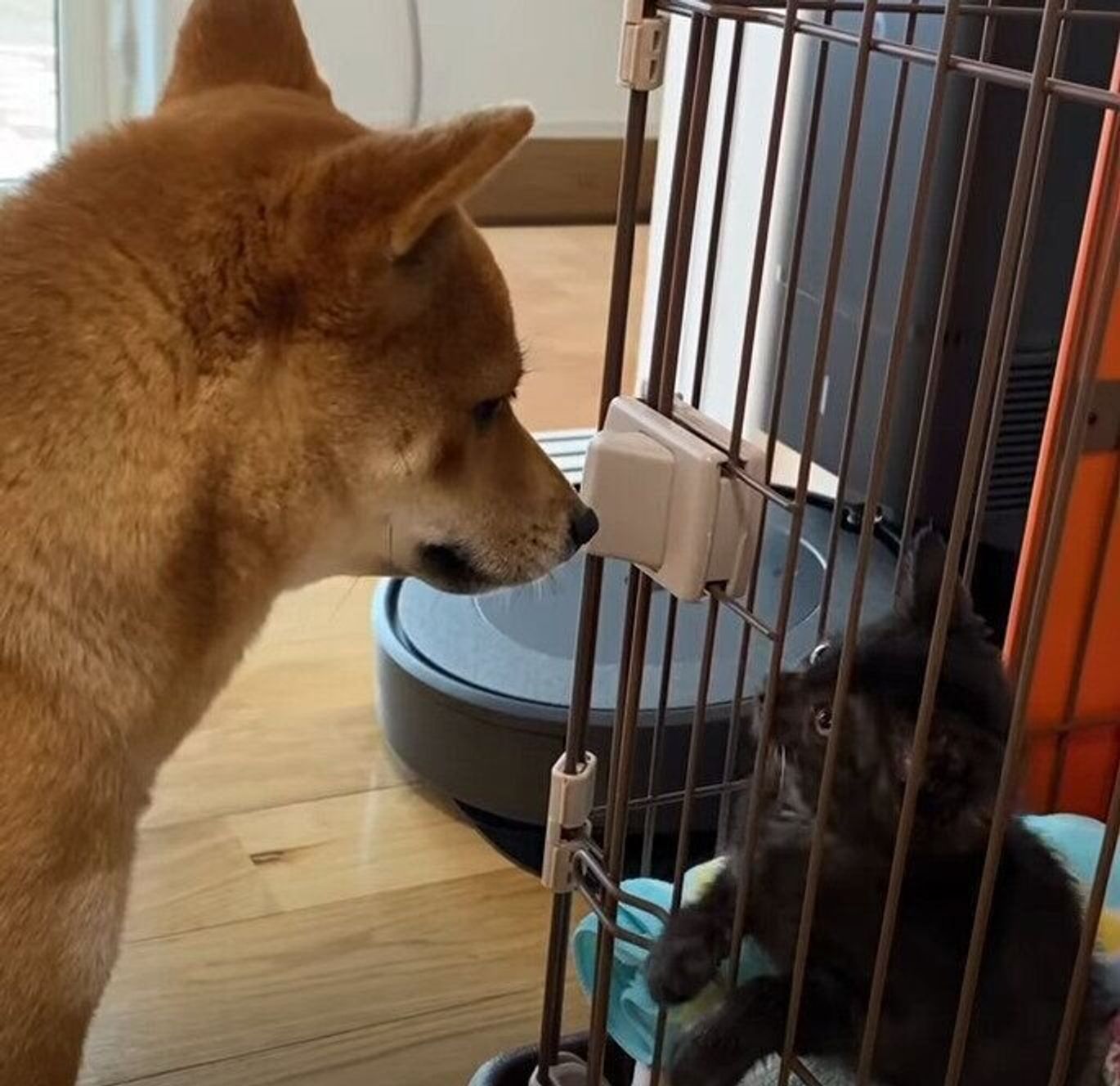 日に日に仲良くなる柴犬妹と保護子猫 柴犬兄は まだ怖い いぬのきもちweb Magazine 日に日に仲良くなる柴犬妹と保護子猫 柴犬兄は まだ怖い いぬのきもちweb Magazine