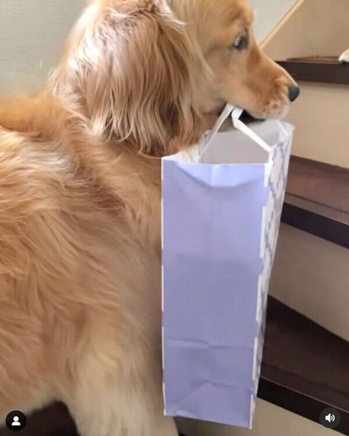 わたしが運ぶ 大きなお土産の袋をくわえて階段をのぼる犬 健気な姿に胸キュン いぬのきもちweb Magazine わたしが運ぶ 大きなお土産の袋をくわえて階段をのぼる犬 健気な姿に胸キュン いぬのきもちweb Magazine