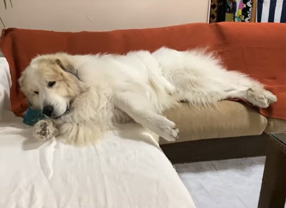 ソファーに飛び込んだアラン君