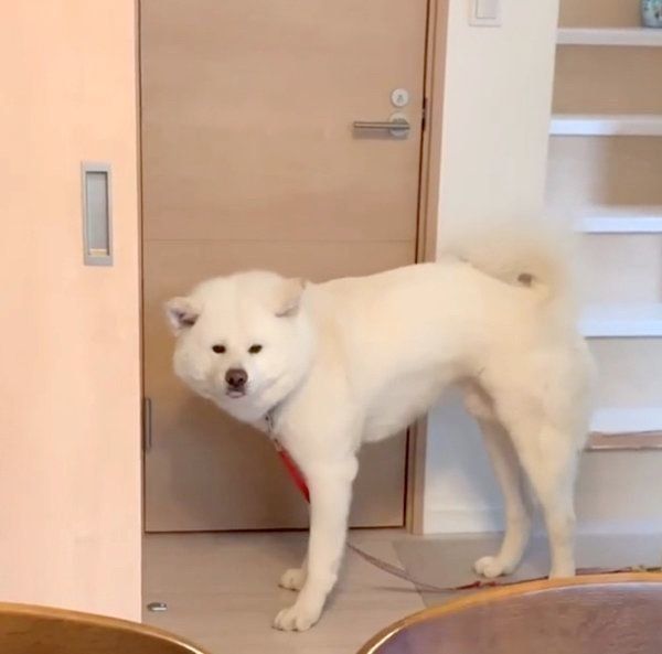 飼い主さんにかまってアピールをする任三郎くん