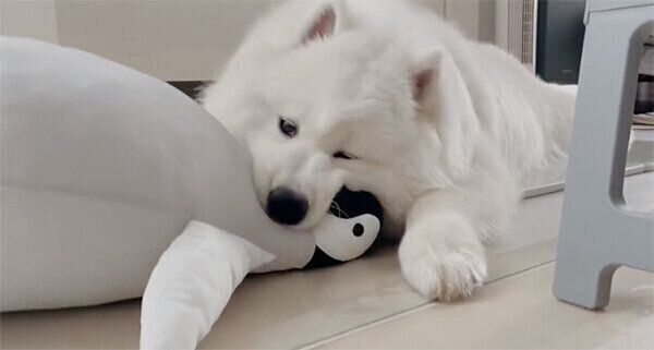 ペンギンで遊ぶボンドくん