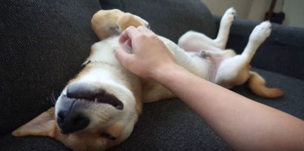 くすぐられるゾロくん