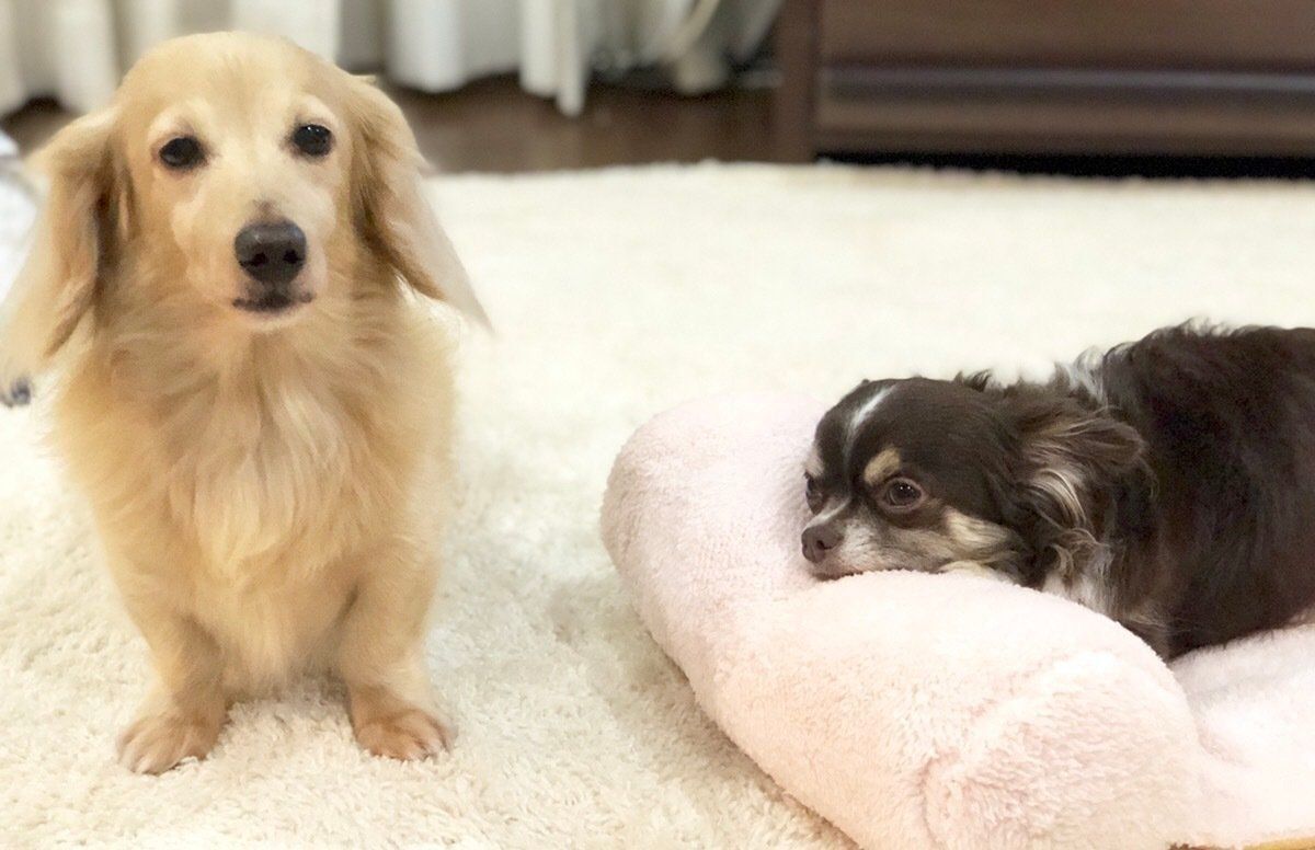 譲らないチワワ