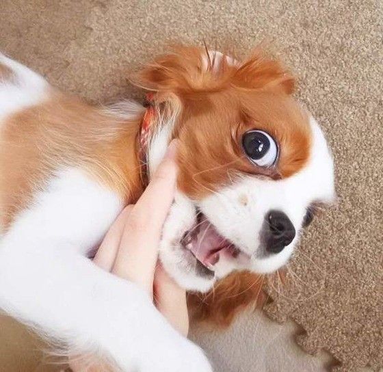 見つめるキャバリア