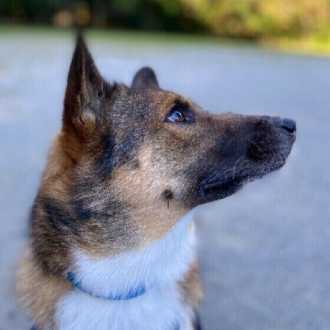 犬に好かれるための10の極意 犬たらし になるには積み重ねが大切 いぬのきもちweb Magazine 犬に好かれるための10の極意 犬たらし になるには積み重ねが大切 いぬのきもちweb Magazine