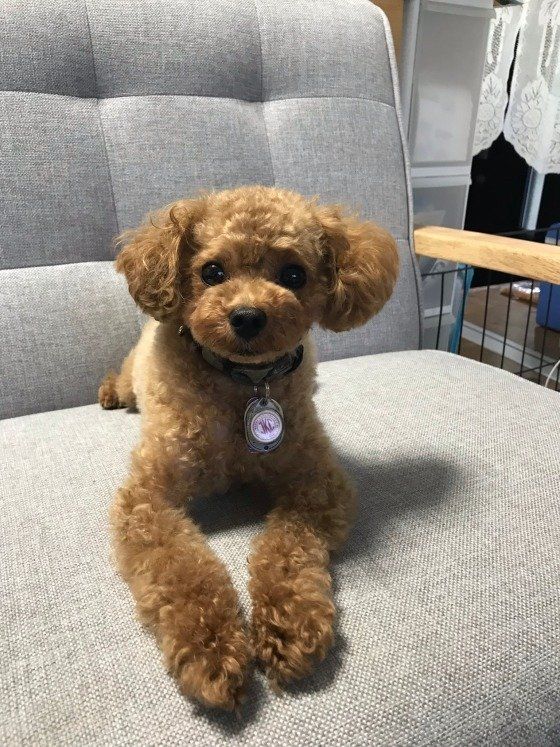 トイ・プードル