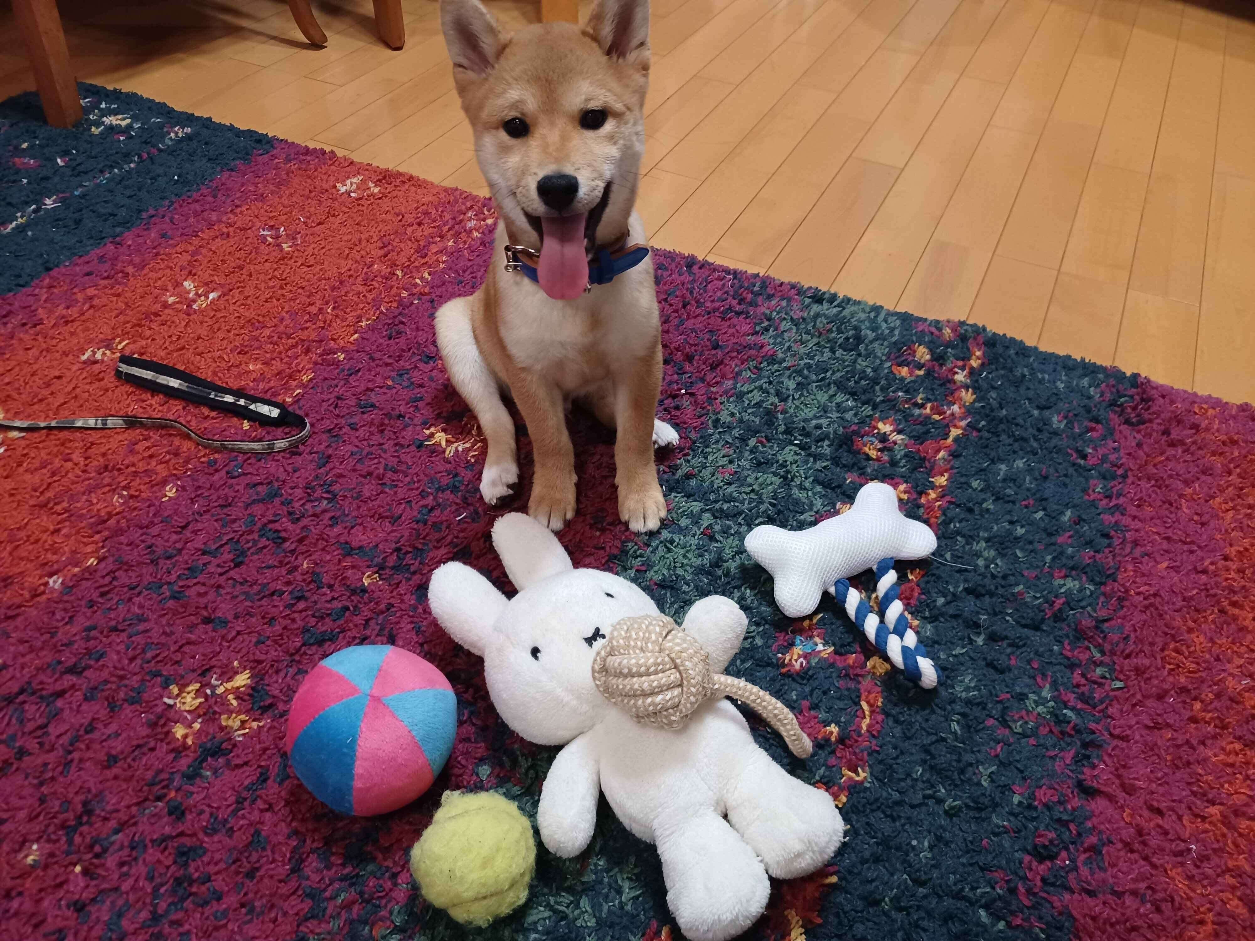 たくさんのおもちゃと一緒に　子犬時代のなみたろうくん