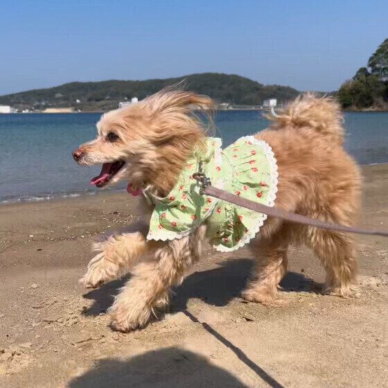 海と走る犬 いぬのきもち