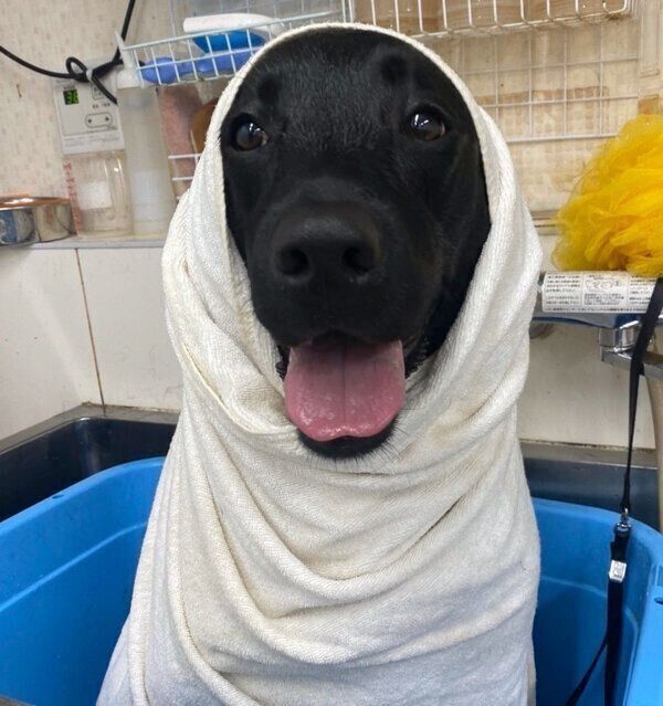 トリミング中のぽこちゃん