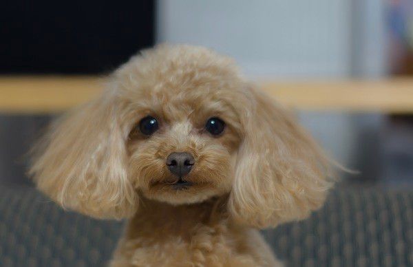可愛くみつめるトイプードル