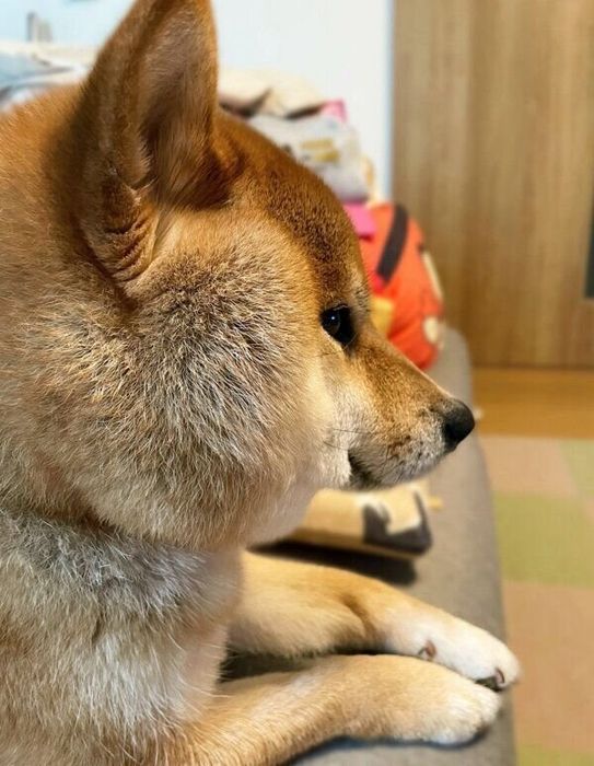 短いマズルが愛らしいかぼすくん