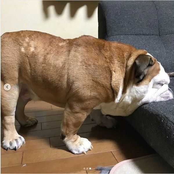 立って眠るブルドッグ