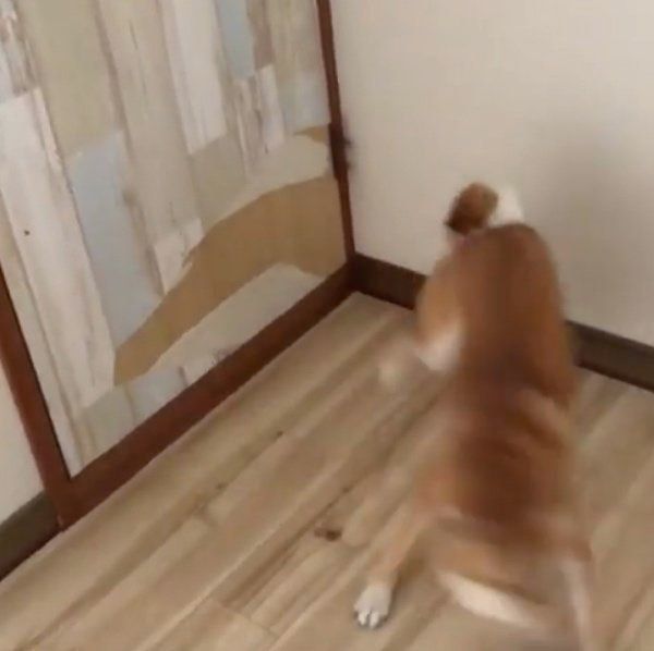 イタズラをする豆柴