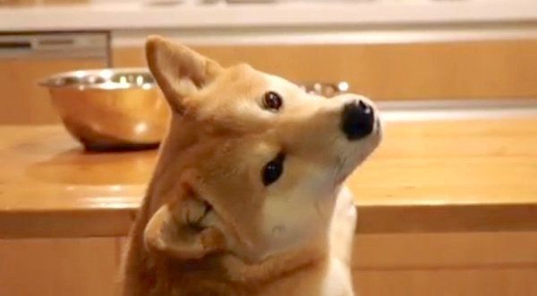 ごはんを待つ柴犬