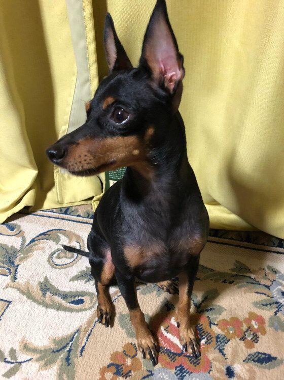 リビングでくつろぐトイ・マンチェスター・テリア