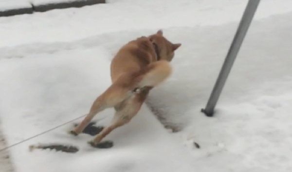 雪で滑る柴犬